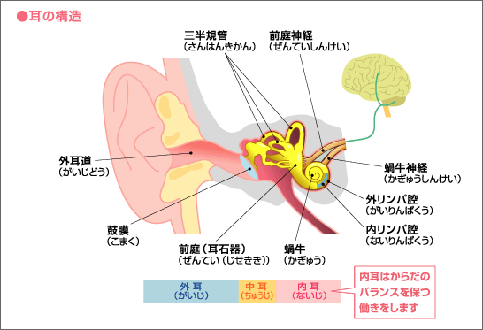 ●耳の構造
